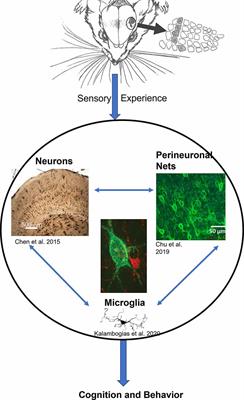 Sensory Experience as a Regulator of Structural Plasticity in the Developing Whisker-to-Barrel System